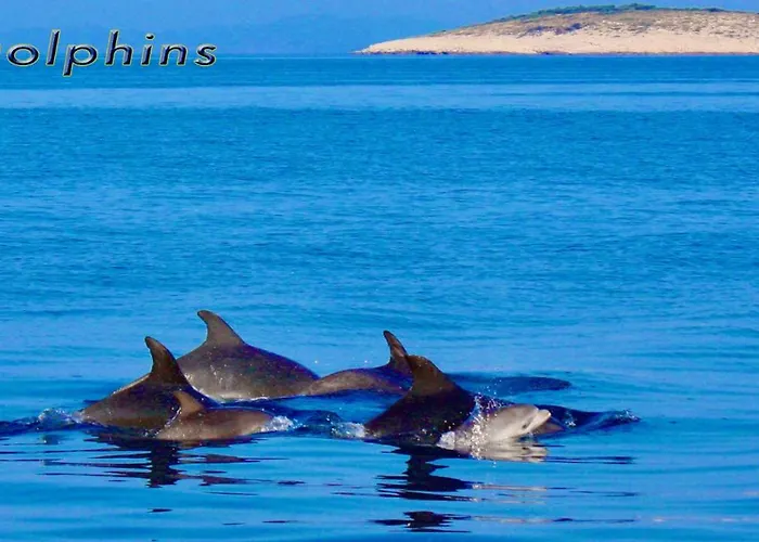 - Vrgada -appartement 50 M2 Avec Piscine *